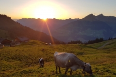 20170814_202159 franzbewegt