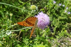 20180628_190808 franzbewegt